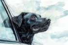 Black lab dog riding with head out car window. (AI Generated) Art Print